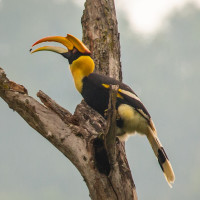 Great Hornbill